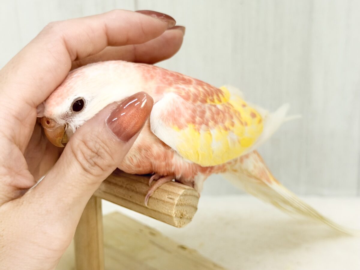 アキクサインコ（秋草インコ）