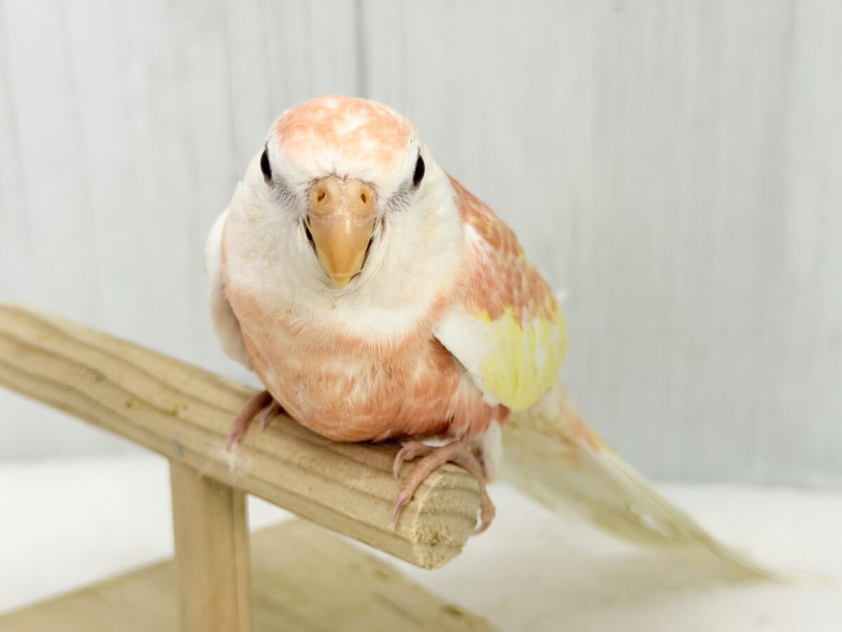 アキクサインコ（秋草インコ）