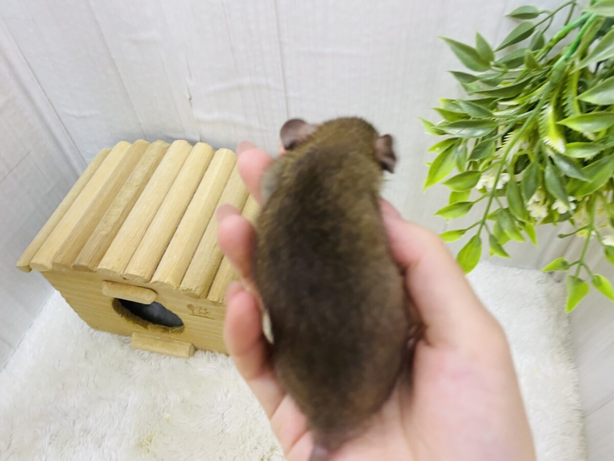 ファンシーラット