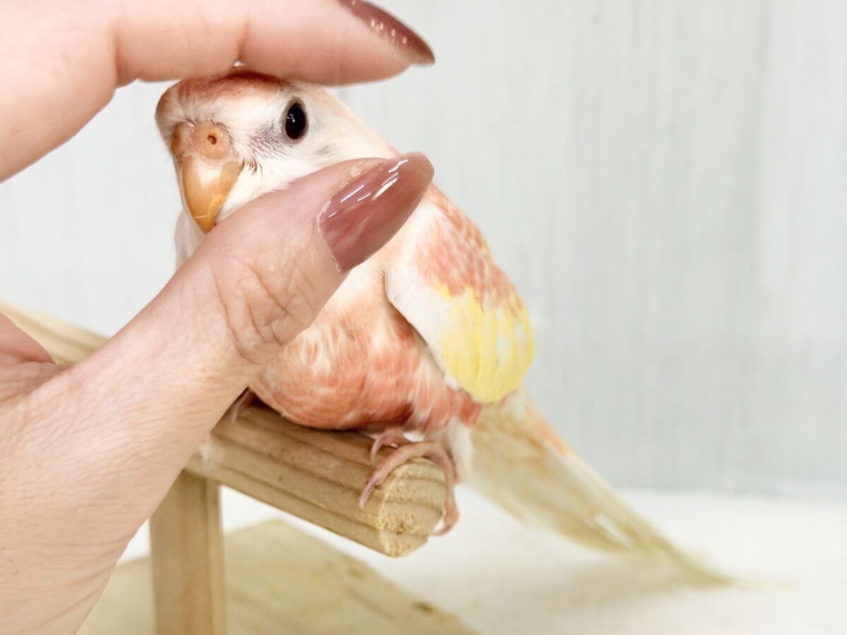 アキクサインコ（秋草インコ）