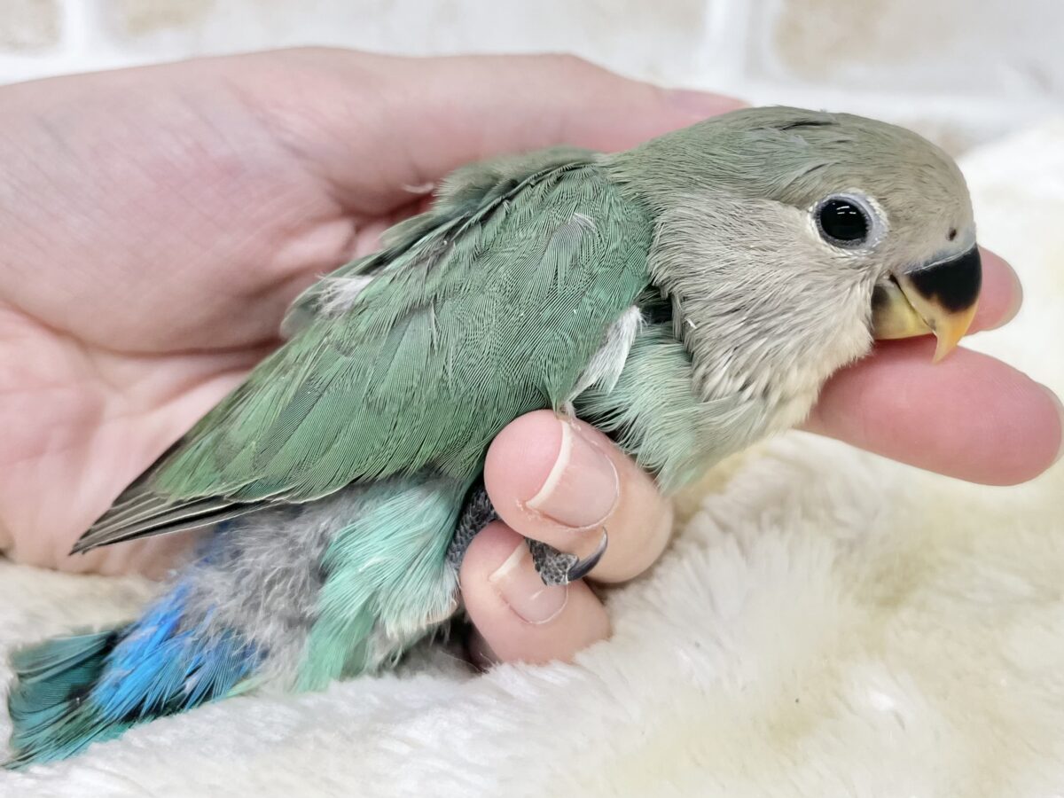 コザクラインコ（小桜インコ）