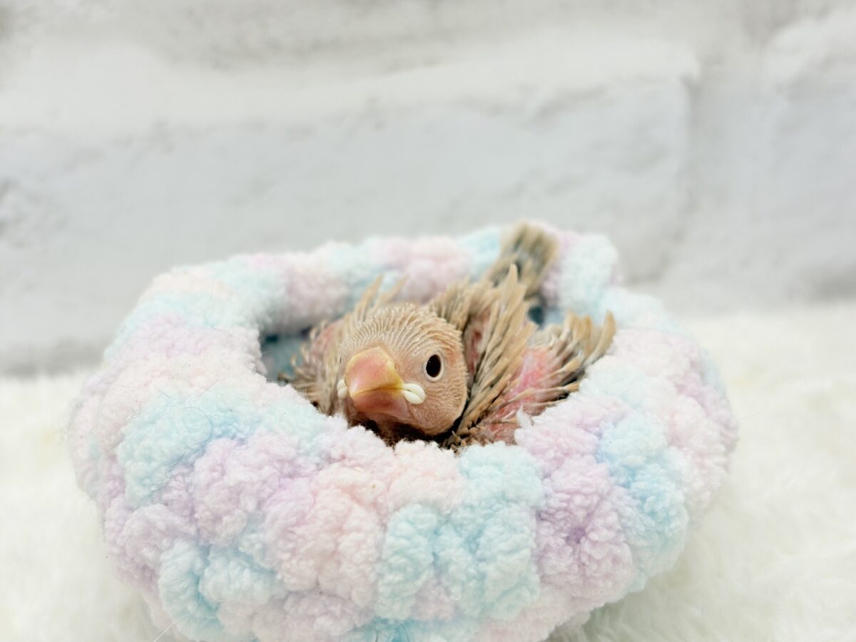 シナモン文鳥
