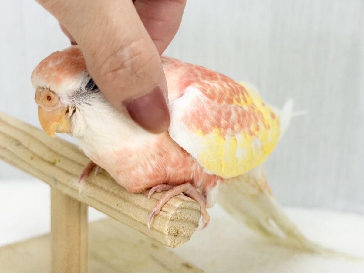 アキクサインコ（秋草インコ）