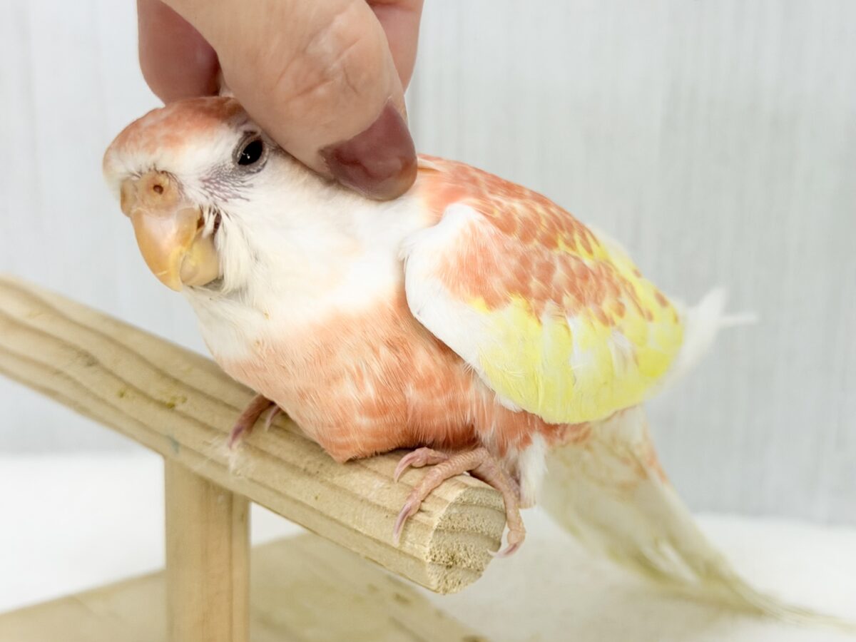 アキクサインコ（秋草インコ）