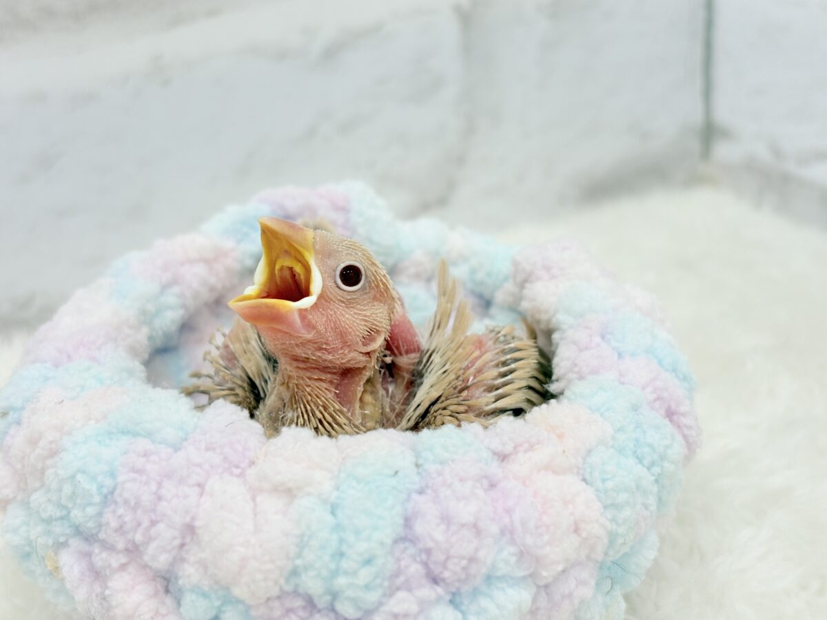 シナモン文鳥