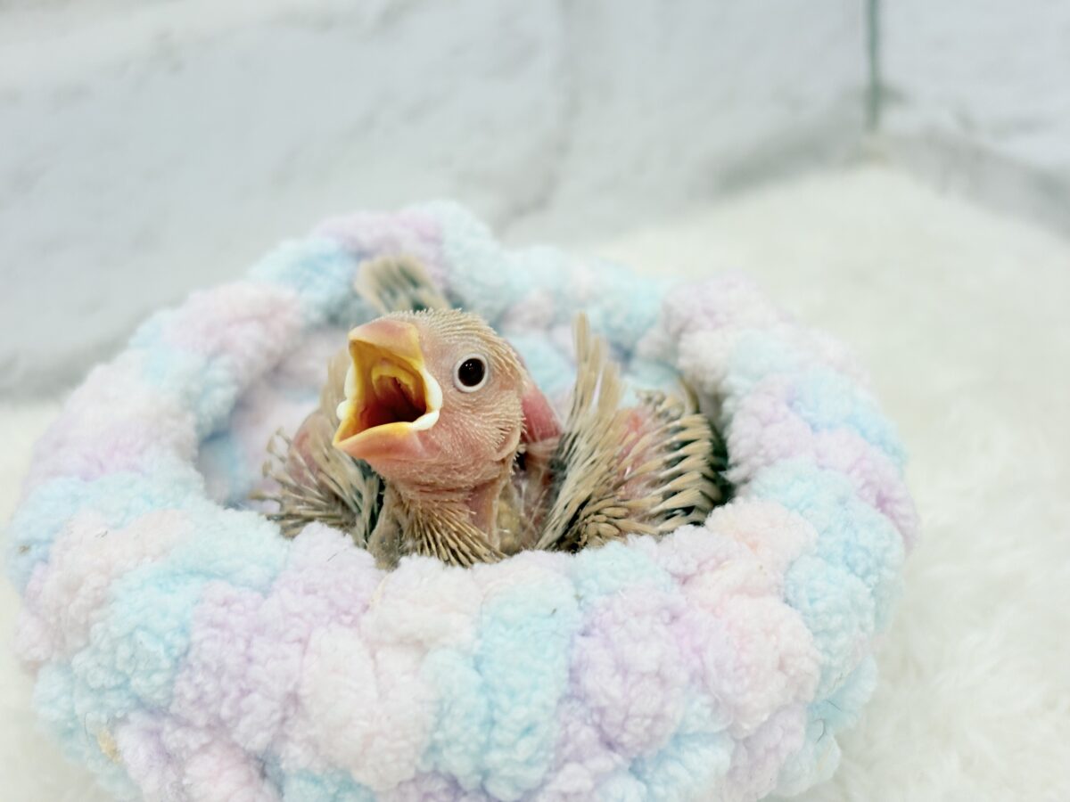 シナモン文鳥
