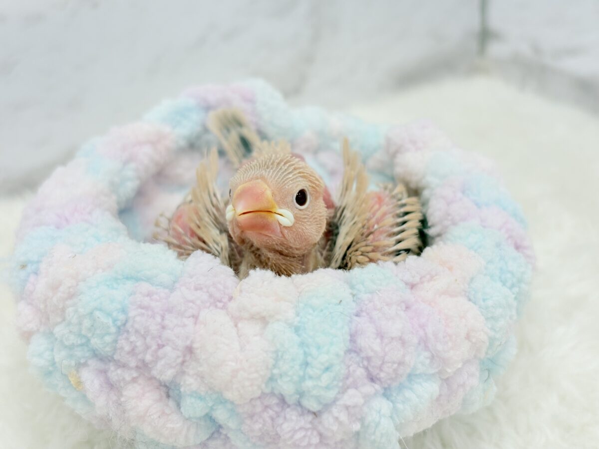 シナモン文鳥