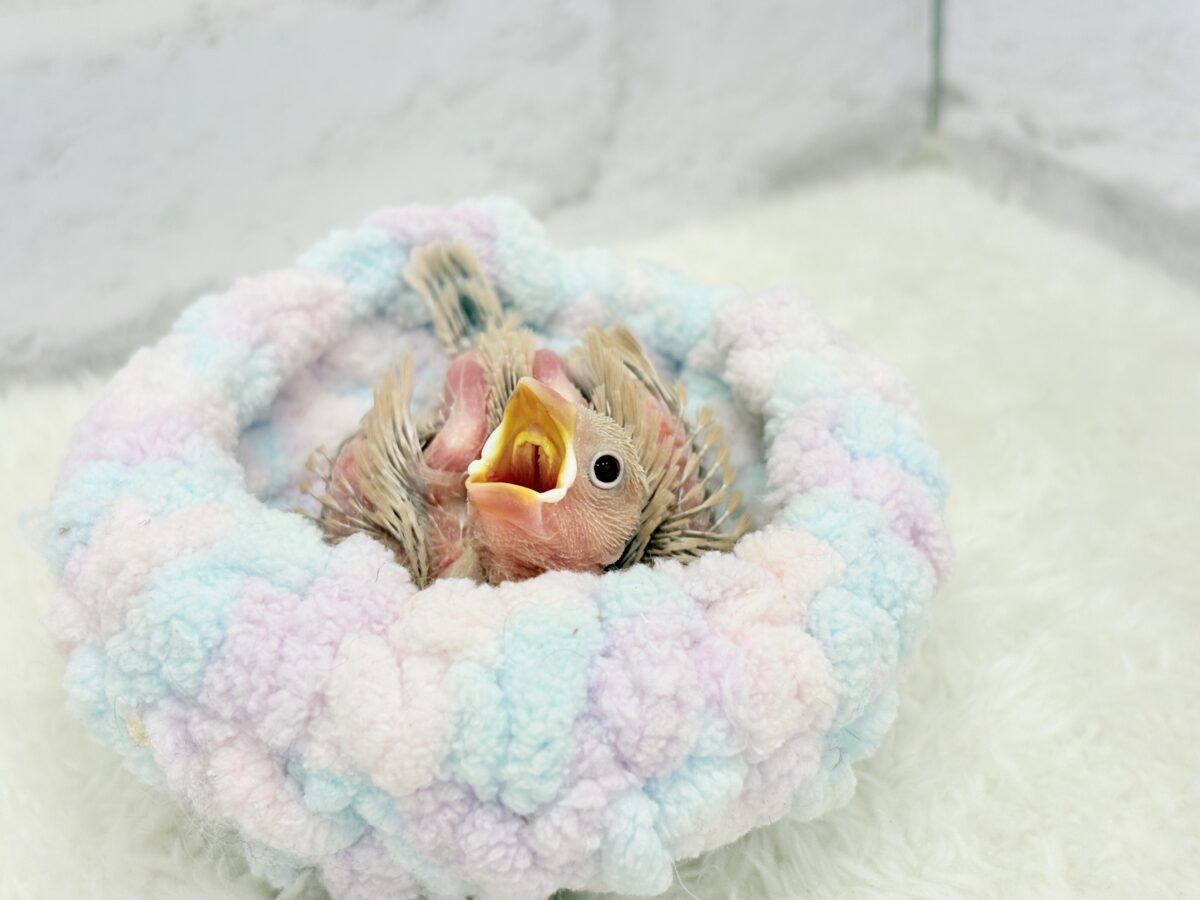 シナモン文鳥