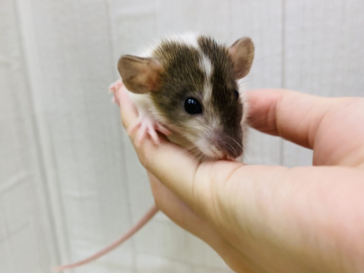 ファンシーラット