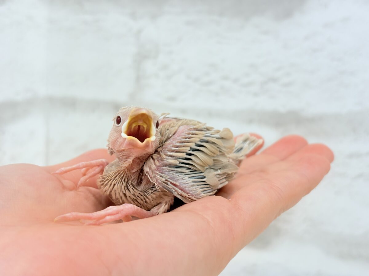 シナモン文鳥