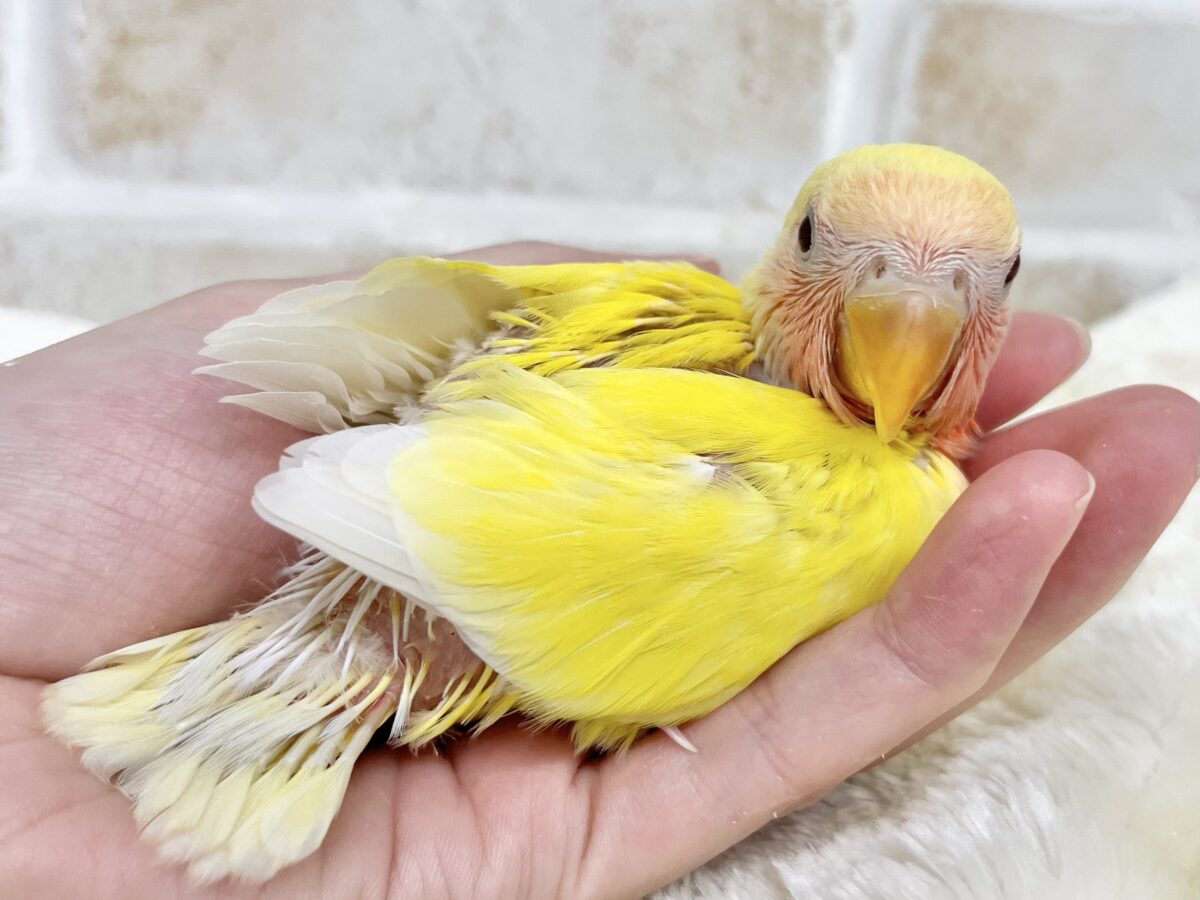 コザクラインコ（小桜インコ）