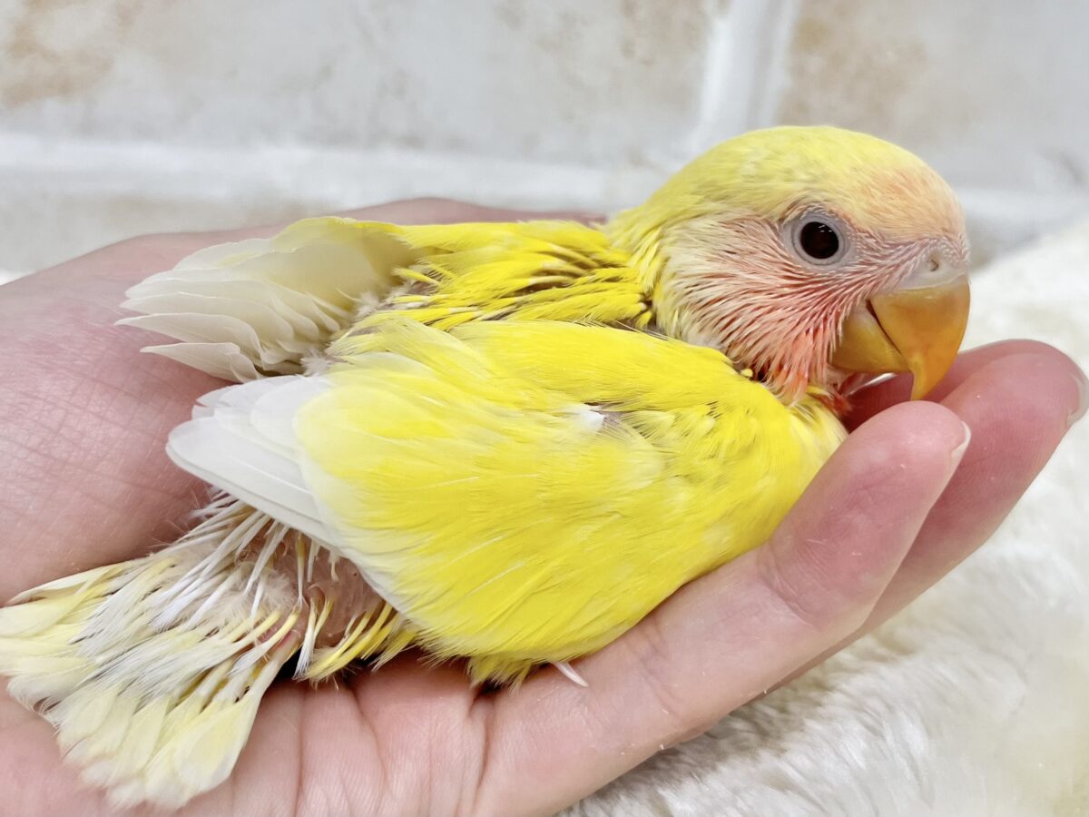コザクラインコ（小桜インコ）