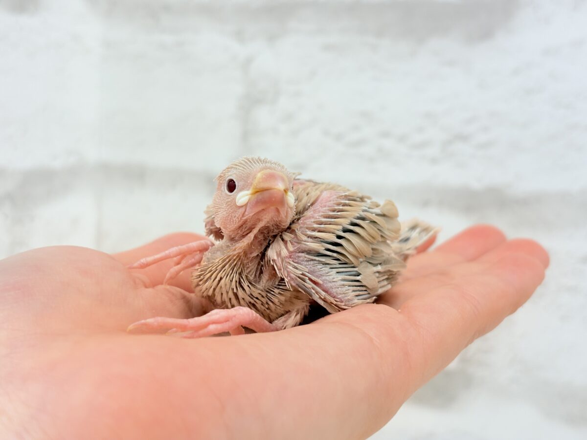 シナモン文鳥