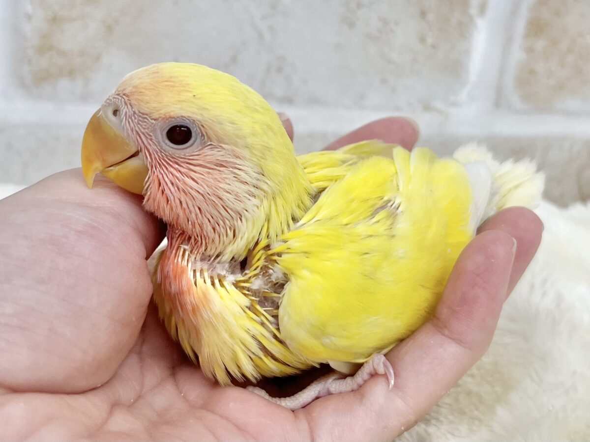 コザクラインコ（小桜インコ）