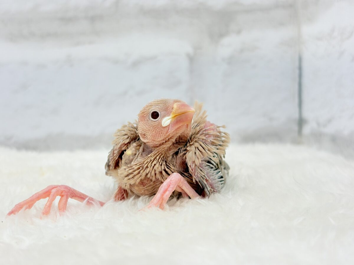 シナモン文鳥