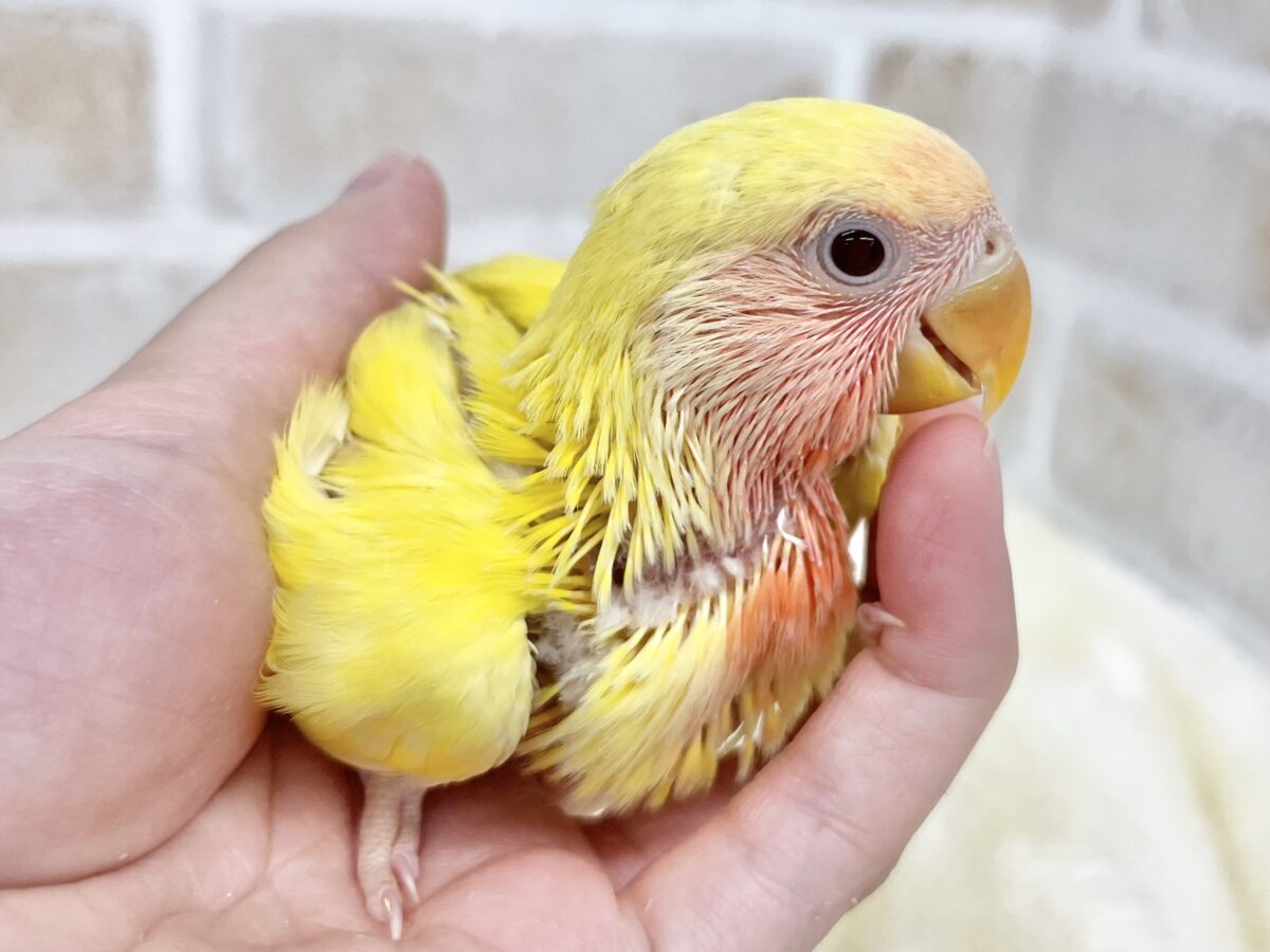 コザクラインコ（小桜インコ）