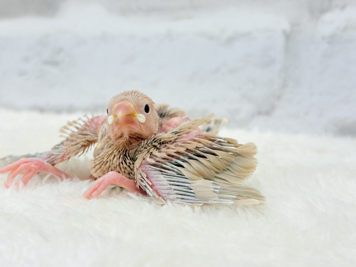 シナモン文鳥