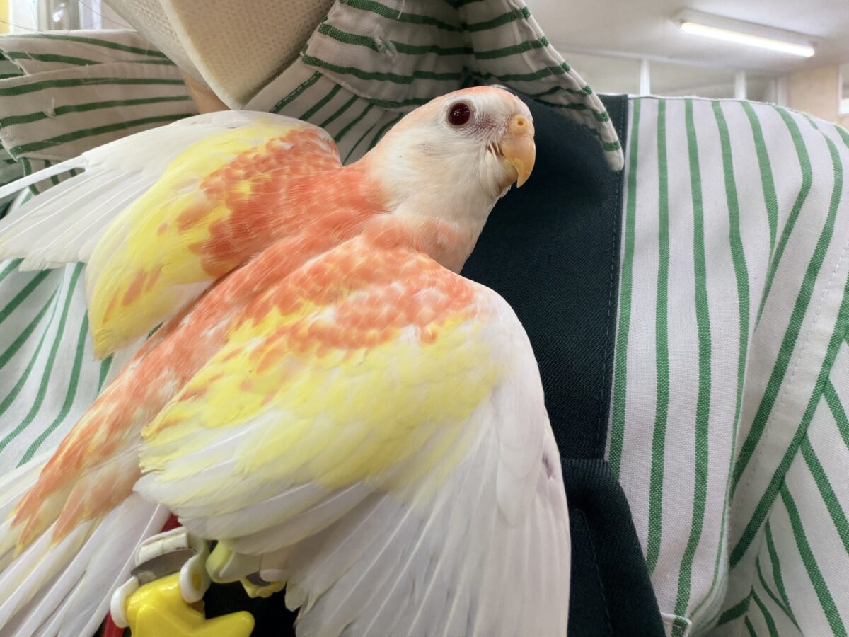 アキクサインコ（秋草インコ）
