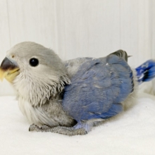 コザクラインコ（小桜インコ） の販売一覧| 千葉県・栃木県・神奈川県