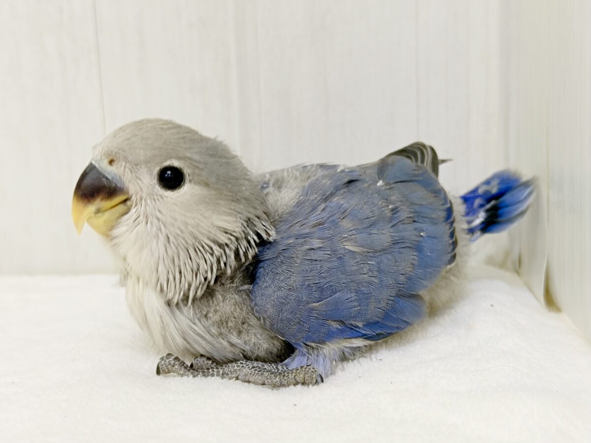 もふもふ姿は今だけの特権☝🏻⸒⸒コザクラインコのヒナ(バイオレット)
