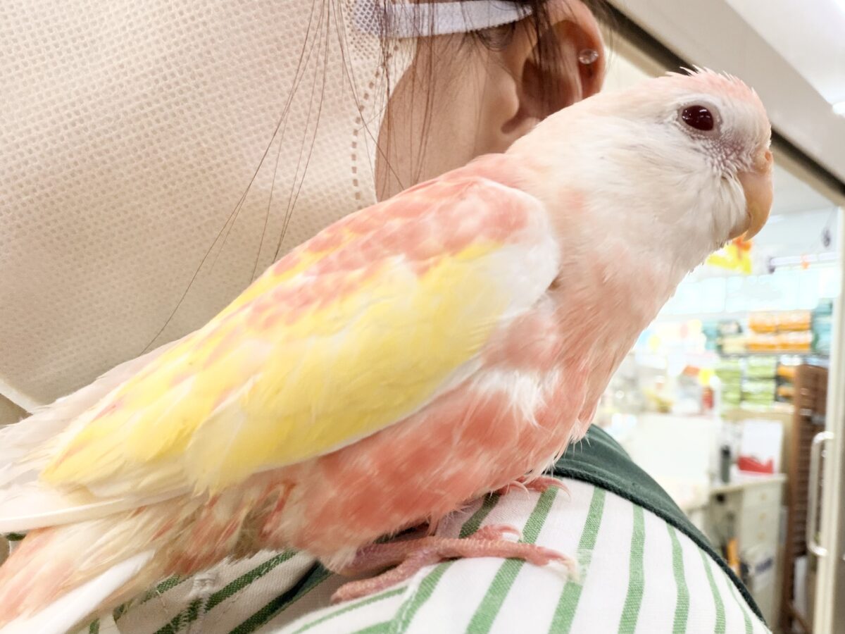 アキクサインコ（秋草インコ）