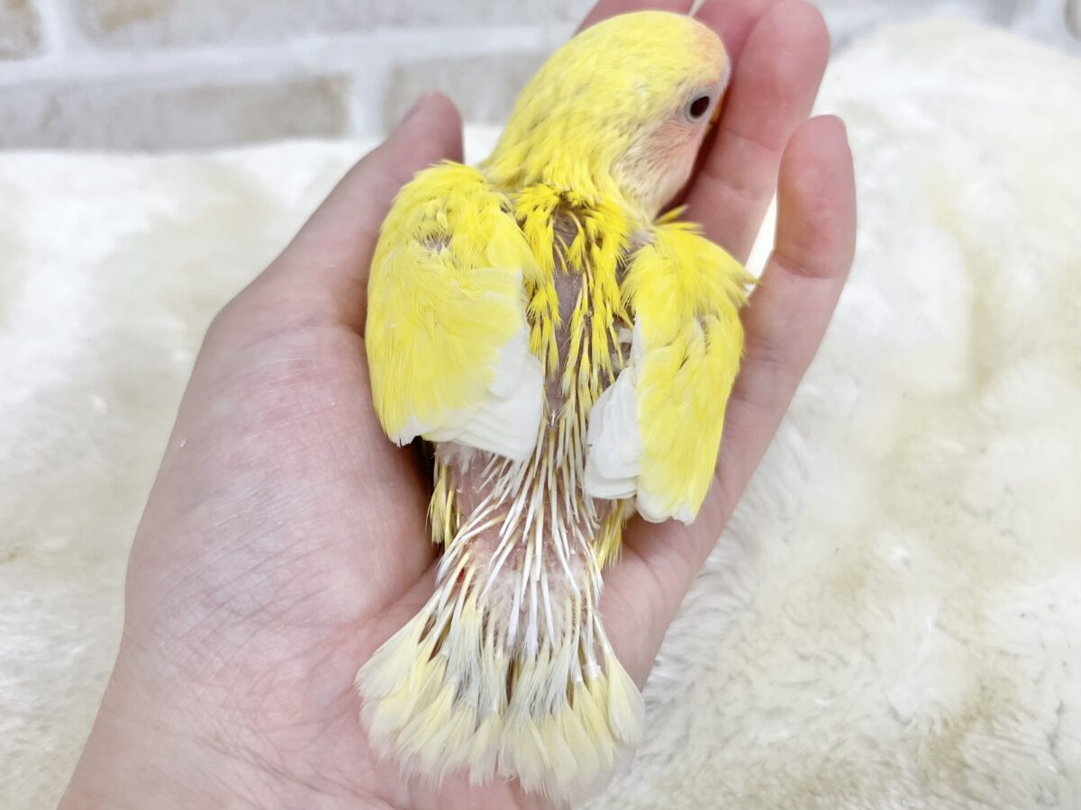コザクラインコ（小桜インコ）