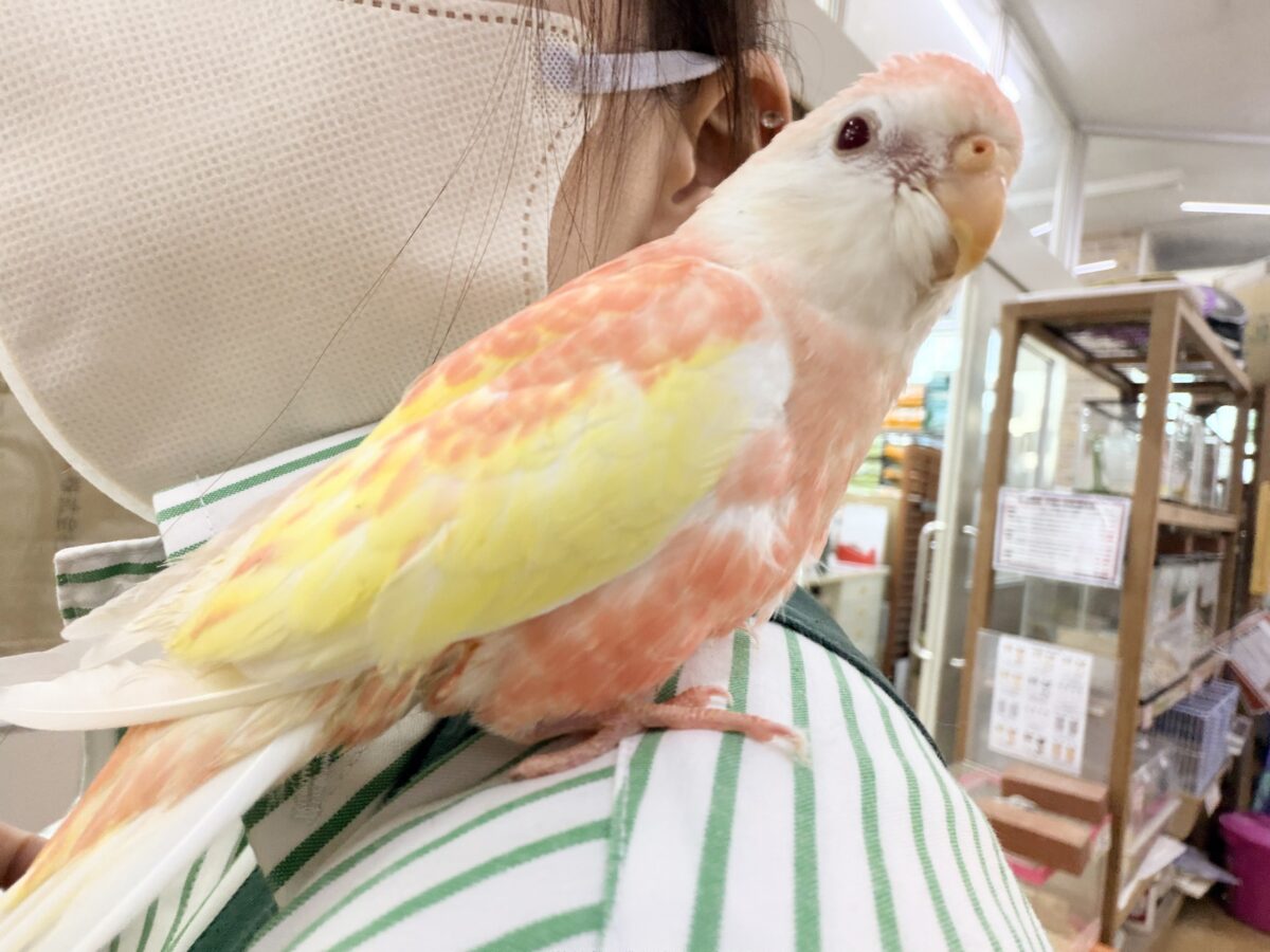 アキクサインコ（秋草インコ）