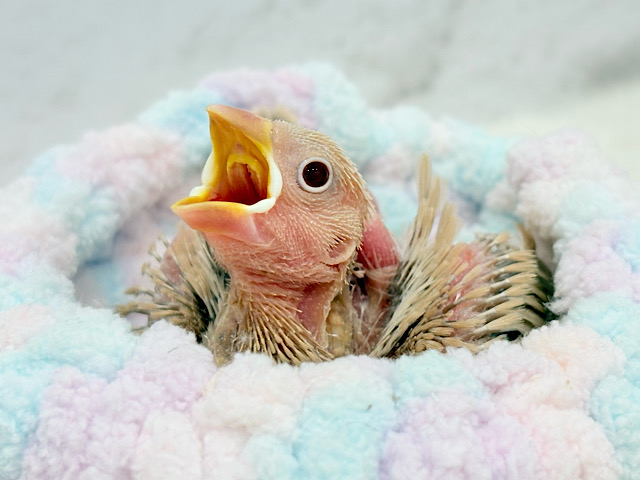 もこもこベッドに包まれて幸せ🐣🧶🤎シナモン文鳥 ヒナ