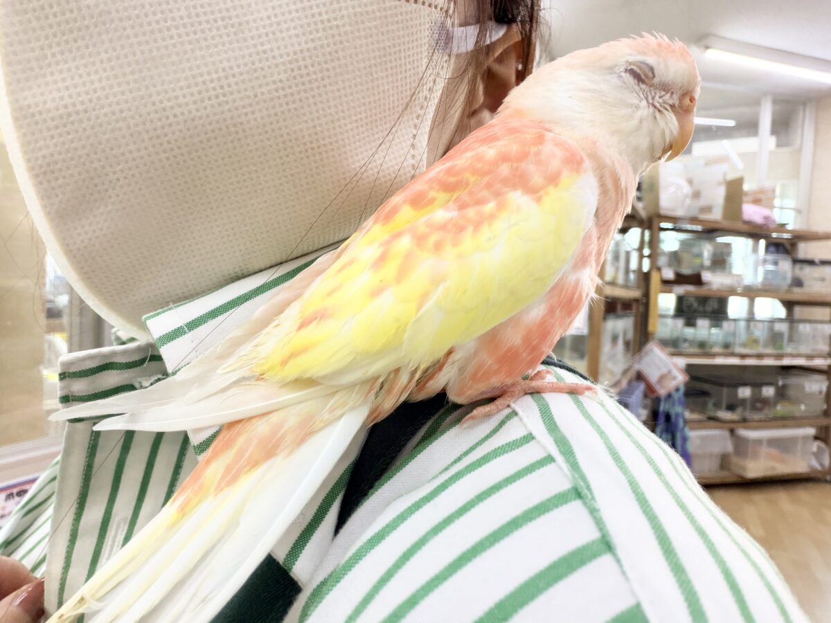 アキクサインコ（秋草インコ）