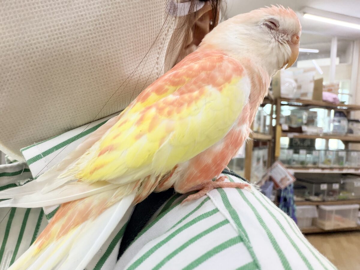 アキクサインコ（秋草インコ）
