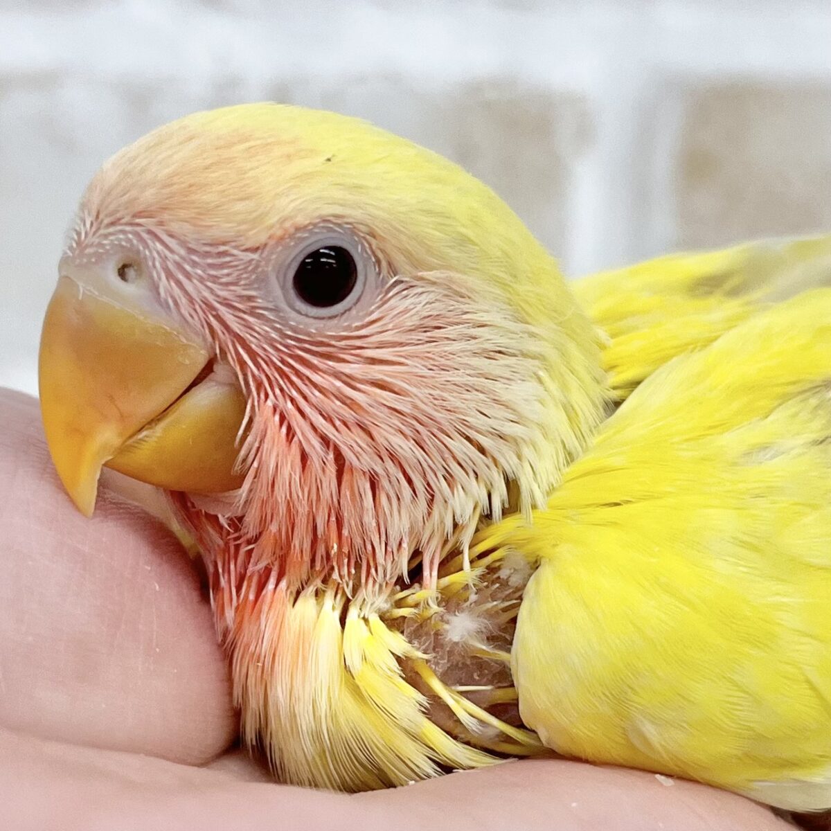 ピカピカイエロー💛❤️💛　コザクラインコ（ルチノー）