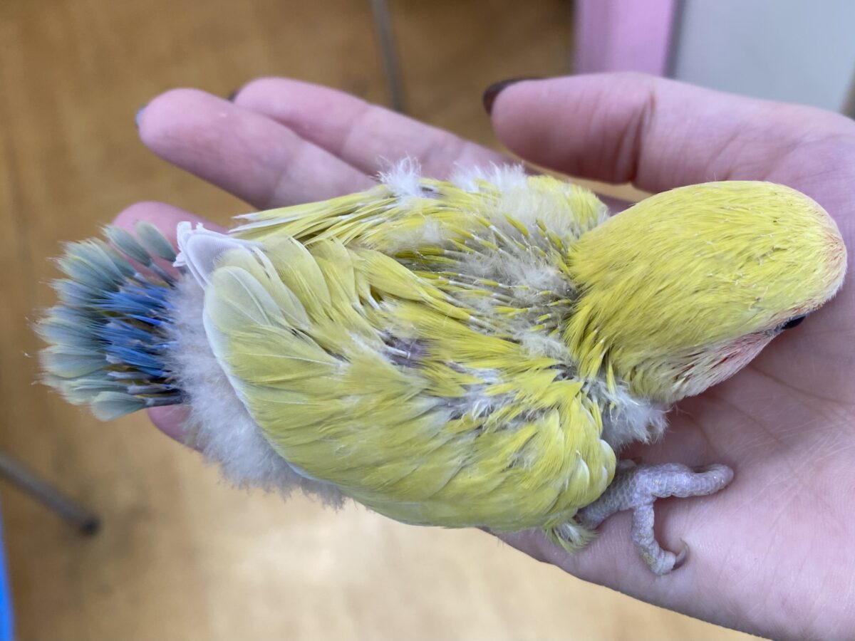 コザクラインコ（小桜インコ）