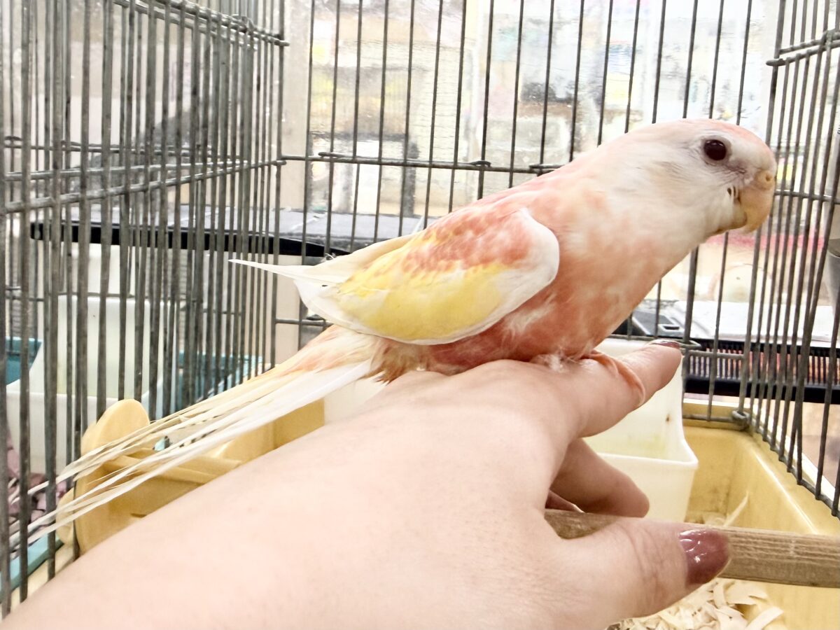 アキクサインコ（秋草インコ）