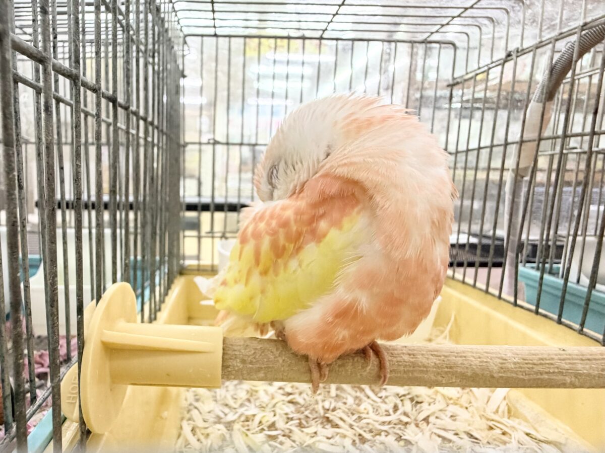 アキクサインコ（秋草インコ）