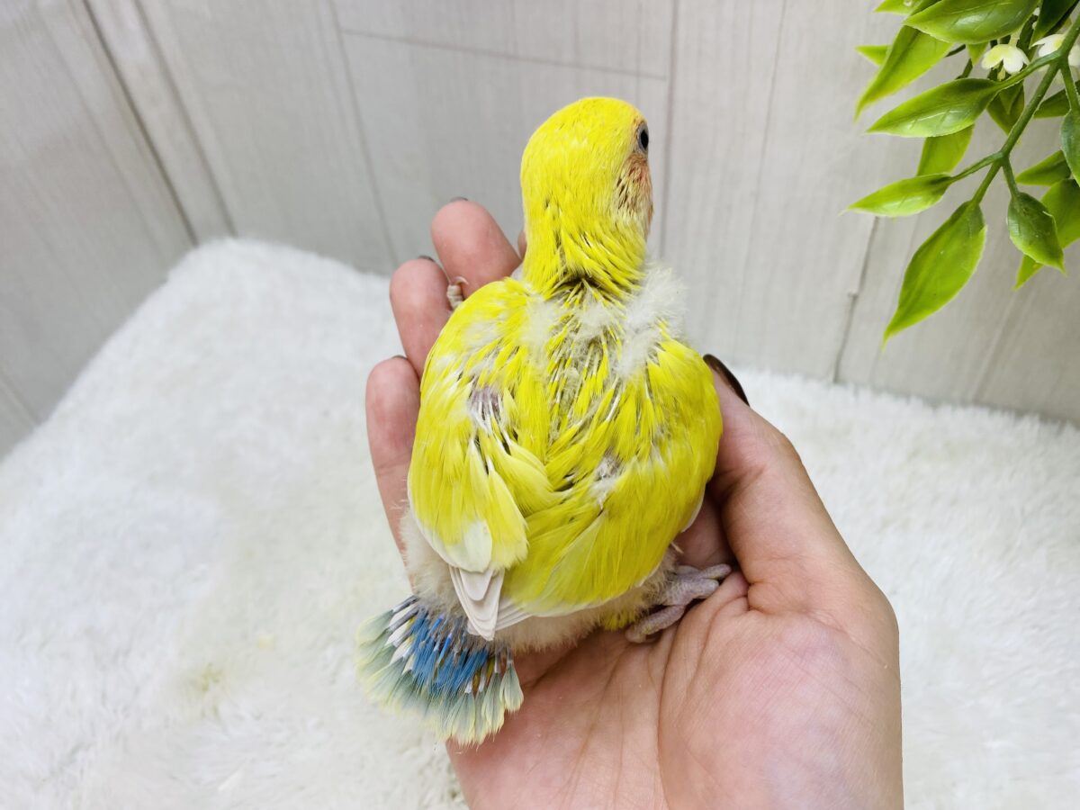 コザクラインコ（小桜インコ）