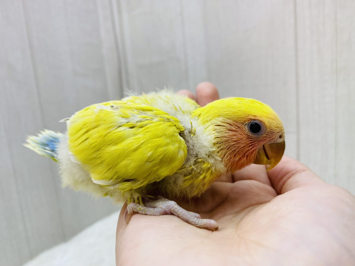 コザクラインコ（小桜インコ）