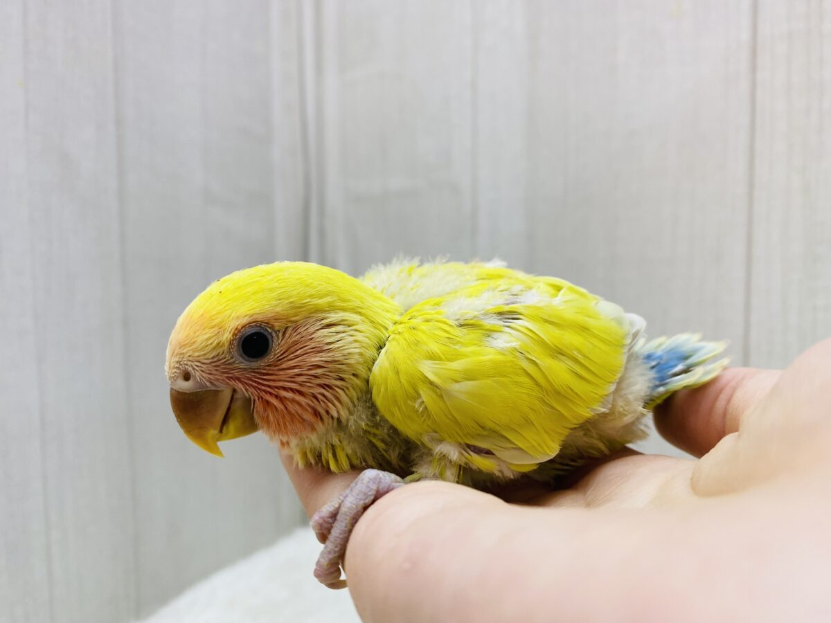 コザクラインコ（小桜インコ）