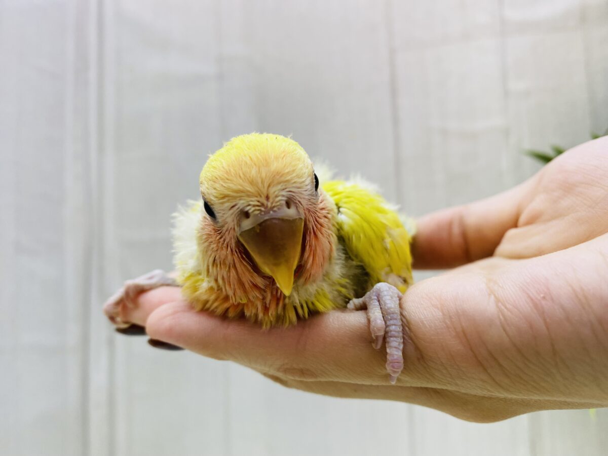 コザクラインコ（小桜インコ）