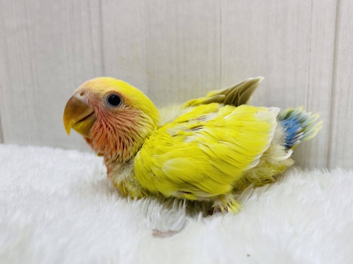 コザクラインコ（小桜インコ）