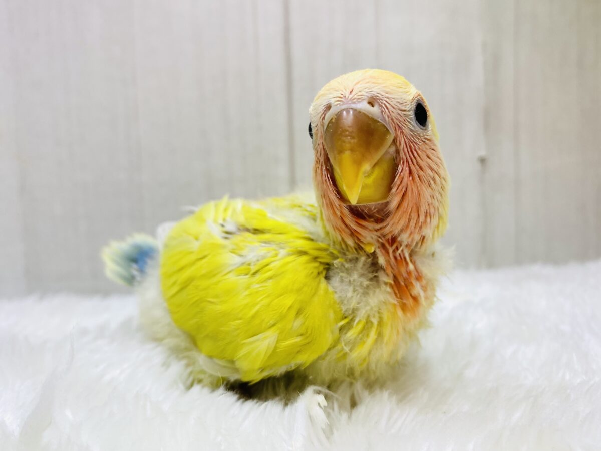 絶妙なお色に注目ですっ✨✨コザクラインコのシナモン💚
