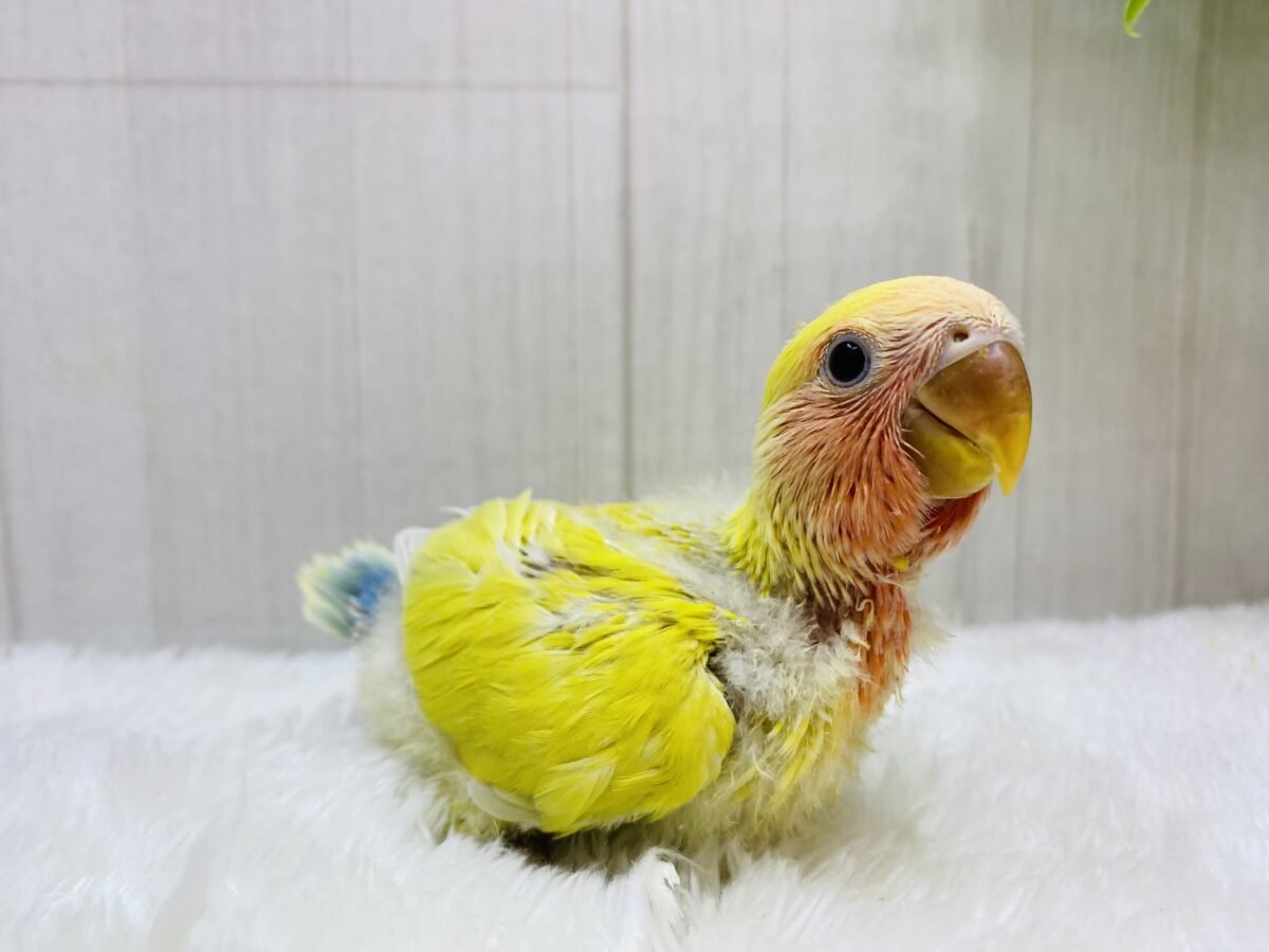 コザクラインコ（小桜インコ）