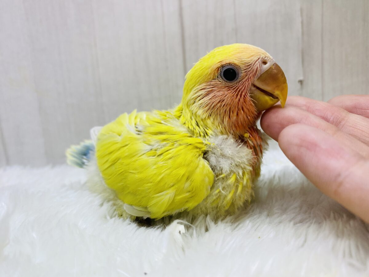 コザクラインコ（小桜インコ）