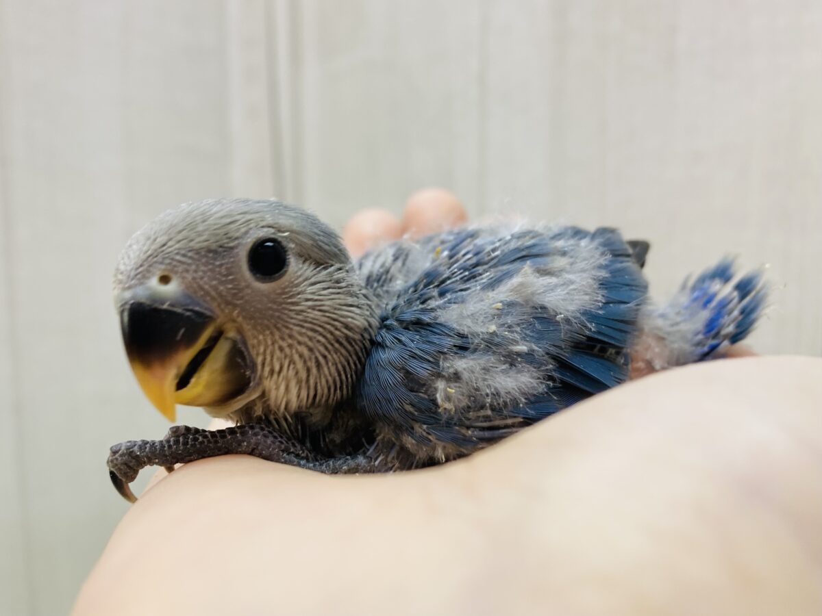 深めブルーの人気カラー🟦コザクラインコのブルーチェリーがやって来た🙌