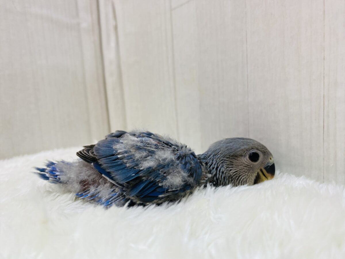 コザクラインコ（小桜インコ）