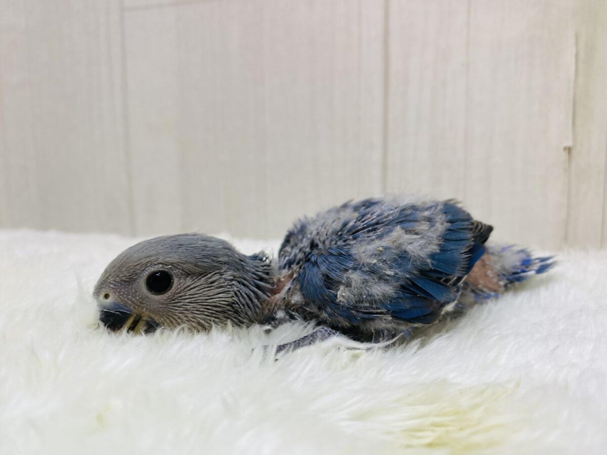 コザクラインコ（小桜インコ）