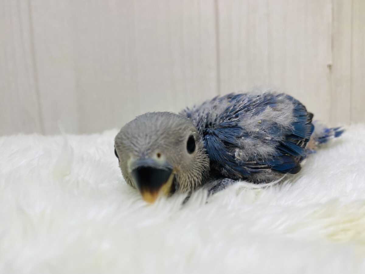 コザクラインコ（小桜インコ）