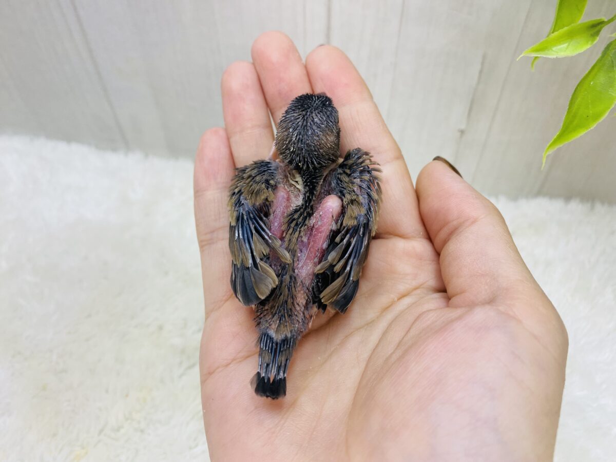 桜文鳥