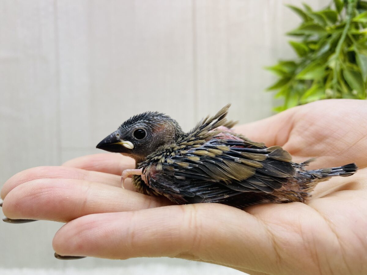 桜文鳥