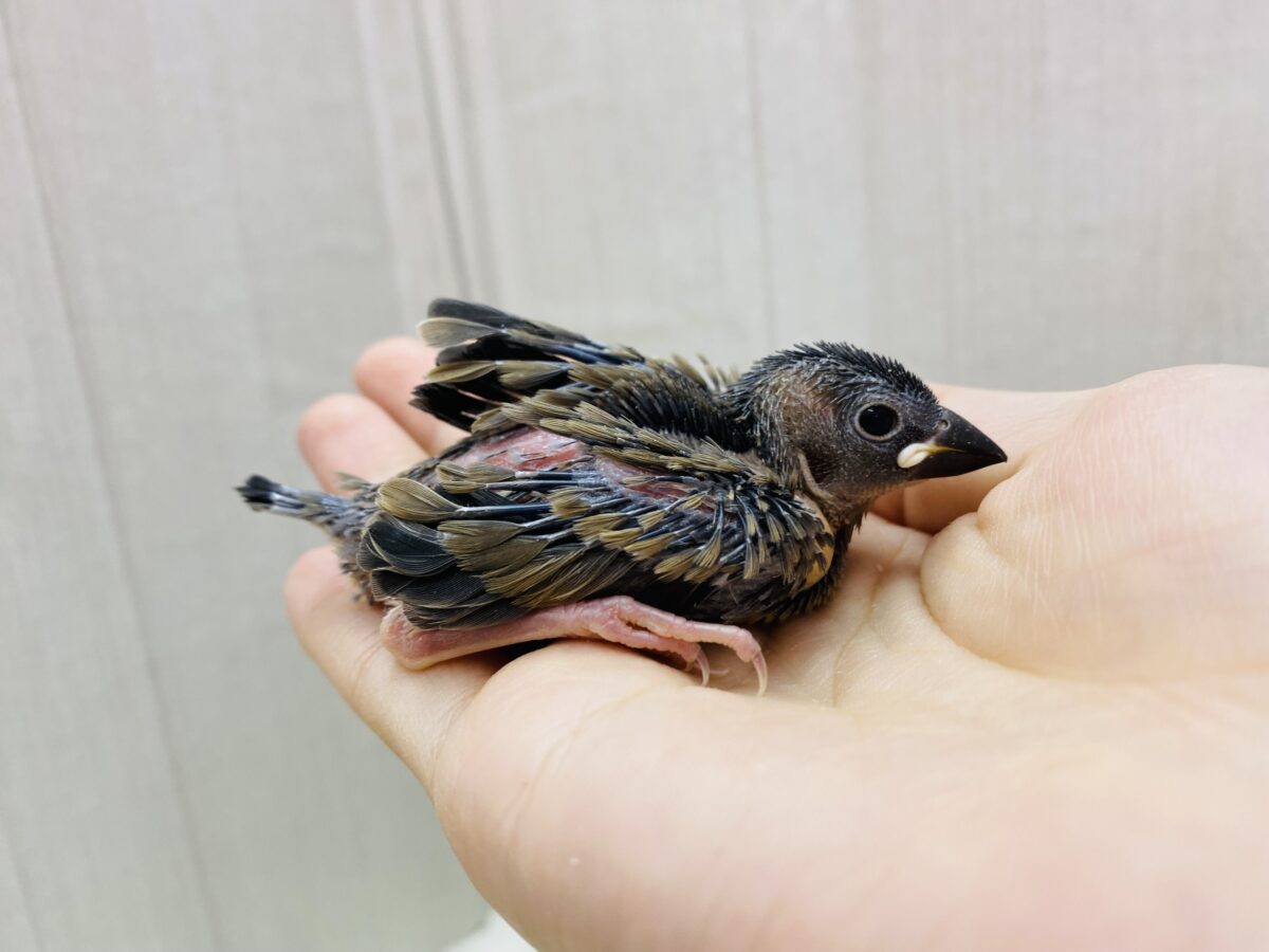 桜文鳥