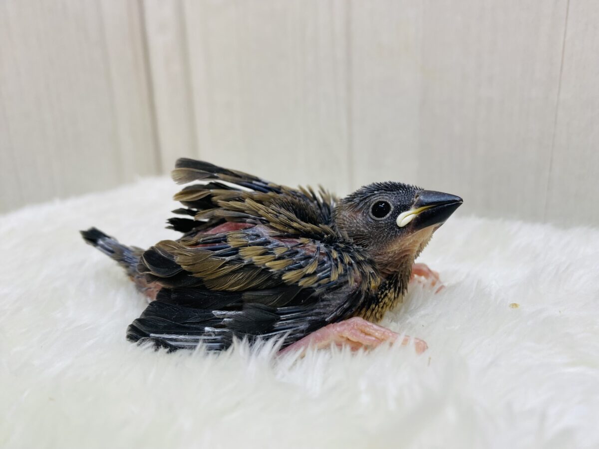 桜文鳥